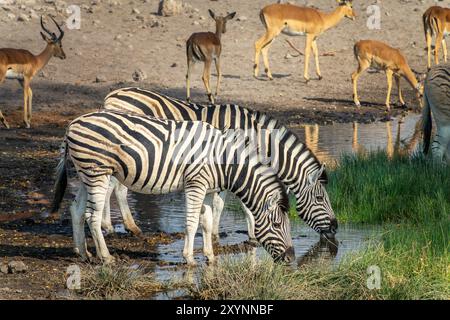 Couple de zèbres de montagne et d'impalas buvant dans un point d'eau, safari de la faune et chasse au gibier en Namibie, Afrique Banque D'Images