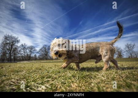 Un petit teckel aux cheveux rugueux traverse une prairie en plein soleil Banque D'Images