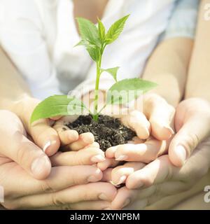 Famille tenant la jeune plante verte dans les mains. Concept d'écologie Banque D'Images