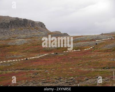 Rassemblement de moutons en automne en Islande Banque D'Images