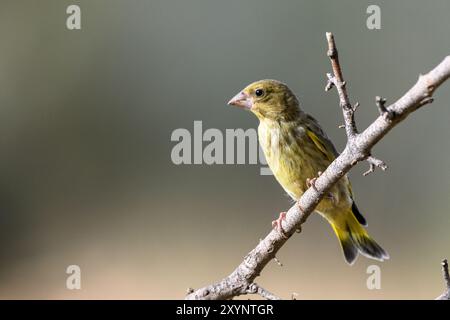 Gros plan du greenfinch européen Banque D'Images