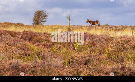 Un poney Exmoor, vu sur Porlock Hill dans le Somerset, England, UK Banque D'Images