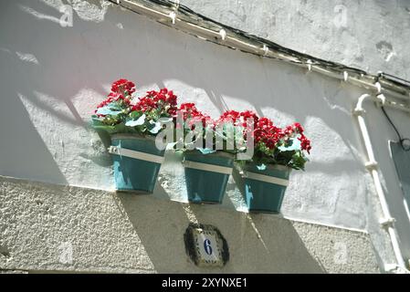 Trio de trois plants de géranium dans des pots identiques fleurs de géranium dans des pots de fleurs verts Banque D'Images