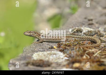 Lézard de mur commun (Podarcis muralis), lézard de mur européen, bain de soleil mâle sur un mur, autres animaux, reptiles, animaux, lézards, réserve naturelle dort Banque D'Images