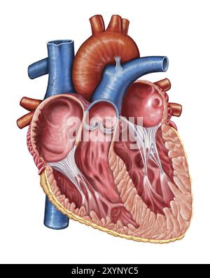 Intérieur du coeur humain Banque D'Images