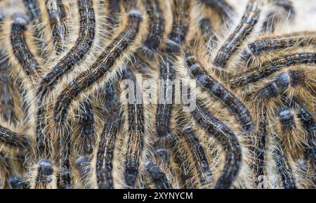 Chenilles de la teigne Banque D'Images