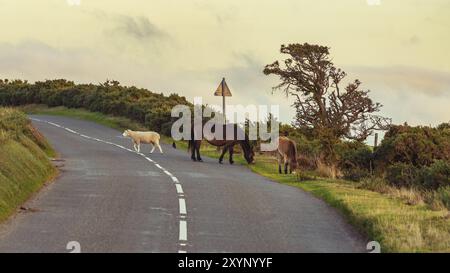 Exmoor poneys sauvages et un mouton, vu sur Porlock Hill dans le Somerset, England, UK Banque D'Images