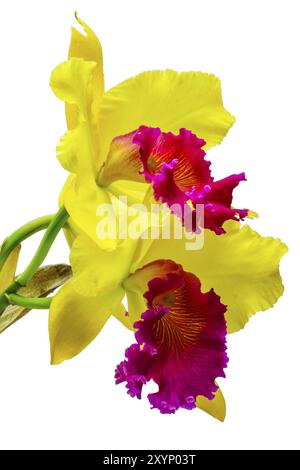 Belle orchidée Cattleya jaune isolé sur fond blanc Banque D'Images
