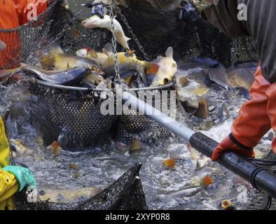 Pêche à l'extérieur, pêche sèche 10 Banque D'Images