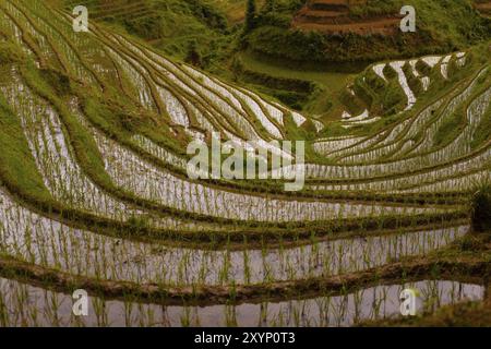 Une terrasse de riz escarpée est inondée et plantée de germes de riz à Longji, la colonne vertébrale du Dragon à Guanxi, en Chine, en Asie Banque D'Images