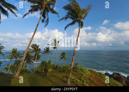De beaux palmiers poussent d'un promontoire couvert d'herbe dans ce paysage océanique au village balnéaire de Mirissa, Sri Lanka, Asie Banque D'Images