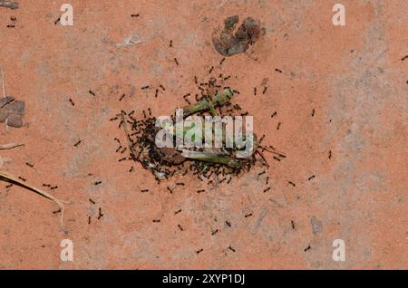 Petites fourmis noires, Monomorium minimum, sauterelles mortes Banque D'Images