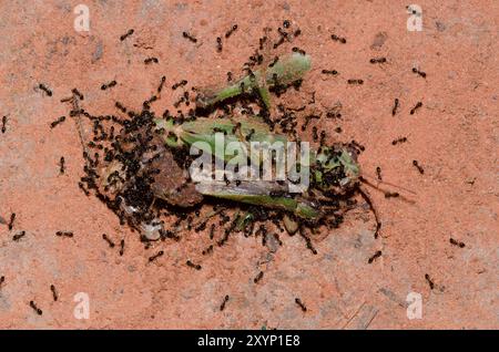 Petites fourmis noires, Monomorium minimum, sauterelles mortes Banque D'Images