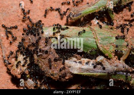 Petites fourmis noires, Monomorium minimum, sauterelles mortes Banque D'Images