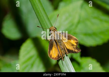 Zabulon Skipper, Lon zabulon, homme Banque D'Images