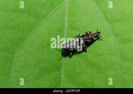 Cricket de sable plus petit, Ellipes minuta Banque D'Images