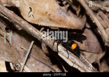 Velvet Ant, famille Mutillidae, homme Banque D'Images