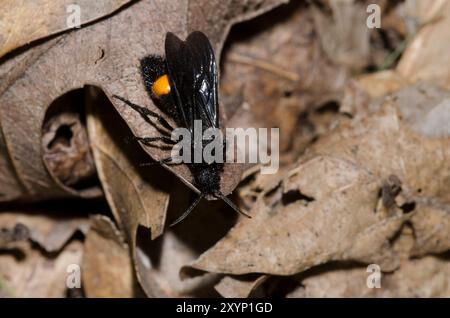 Velvet Ant, famille Mutillidae, homme Banque D'Images