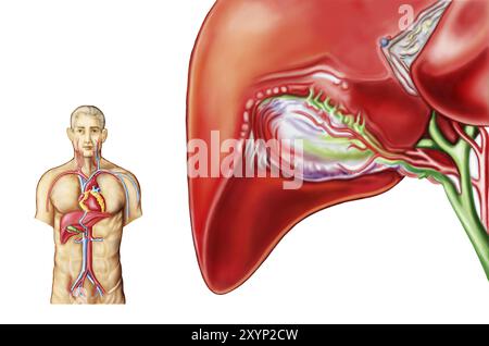 Anatomie du ganglion de la vésicule biliaire Banque D'Images