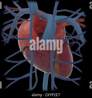 Rendu 3D du coeur et des veines thoraciques humains Banque D'Images