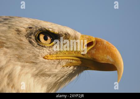 Portrait d'un jeune aigle chauve. portrait d'un jeune aigle chauve Banque D'Images