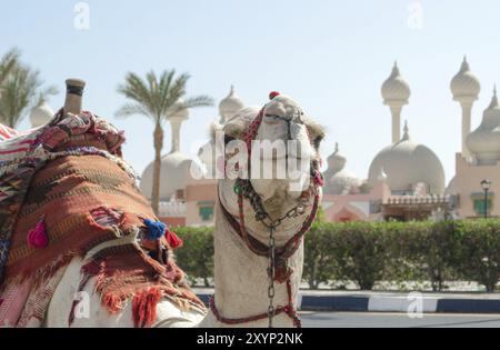 Équitation chameau dans une couverture lumineuse sur la rue ensoleillée de Sharm El Sheikh Egypte Banque D'Images