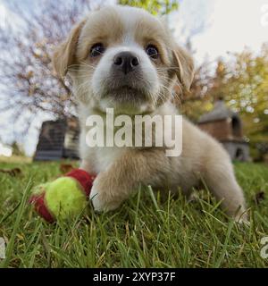 Un petit chiot dans l'herbe avec son ballon, pris avec un objectif grand angle extrême Banque D'Images