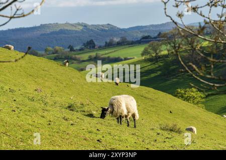 Agneaux et moutons paissant sur une pelouse, vu entre Church Stretton et espérons Bowdler, Shropshire, England, UK Banque D'Images