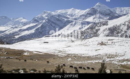 Paysage de montagne enneigée et les yaks sur le circuit de l'Annapurna au Népal Banque D'Images