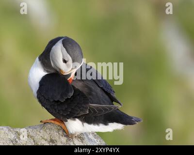 Un macareux de l'Atlantique (Fratercula arctica) toilettant ses plumes Banque D'Images