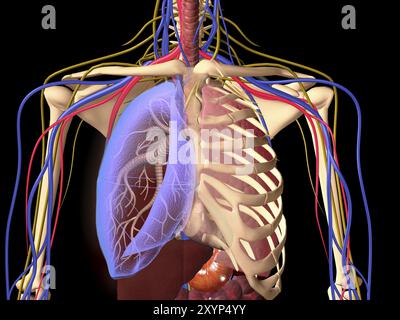 Squelette humain montrant un poumon transparent avec cage thoracique environnante et système nerveux Banque D'Images