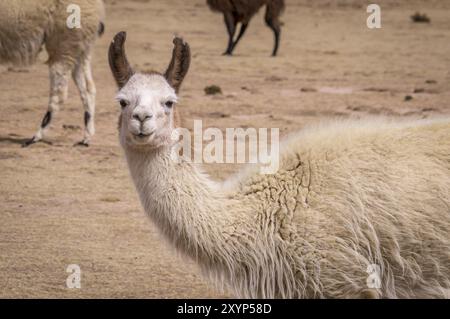 Drôle de portrait de Lama Alpaca dans l'altiplano. Les lamas et les alpagas sont très populaires en Bolivie et au Pérou pour leur laine et leur viande Banque D'Images