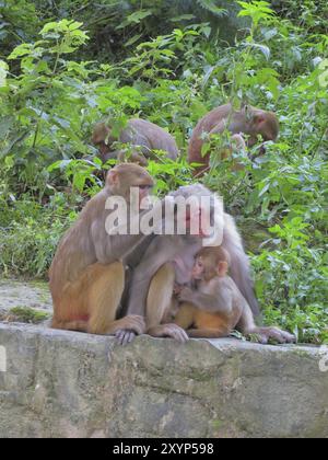 Famille de singe à Katmandou Banque D'Images