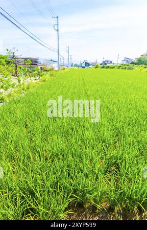 Lames de riz vert vu sur une petite parcelle de terrain résidentiel utilisés pour la culture du riz dans la campagne japonaise avec des maisons en arrière-plan. La verticale Banque D'Images