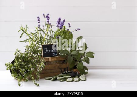 Tas d'herbes fraîches de jardin et d'outils de jardin sur fond blanc Banque D'Images