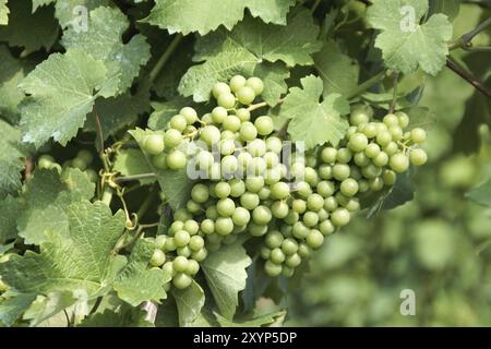 Raisins non mûrs dans un vignoble sur les collines italiennes d'Emilie-Romagne Banque D'Images