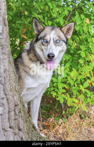 Regard de chien husky loup derrière tronc de l'arbre Banque D'Images