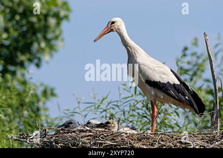 Cigogne blanche dans le nid avec des poussins Banque D'Images