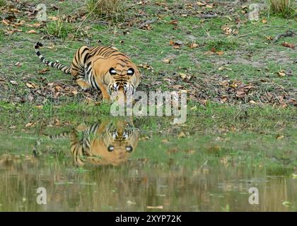 Tigre du Bengale indien buvant de l'étang en Inde avec reflet de visage Banque D'Images
