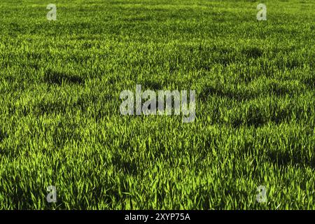 Arrière-plan d'un champ d'herbe juteuse vert avec des motifs de vagues du vent. Fraîcheur printanière Banque D'Images