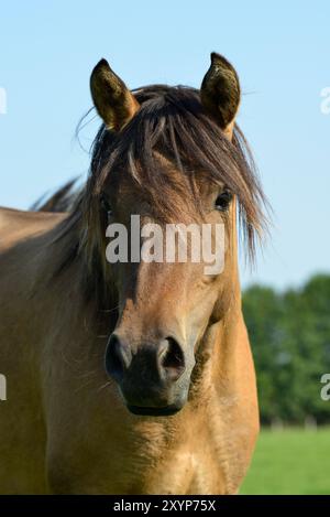 Cheval sauvage Duelmen dun dans le Merfelder Bruch. Les dun descendent du cheval de Przewalski de Mongolie. Muensterland, Duelmen, Rhénanie du Nord-Westphalie, Banque D'Images