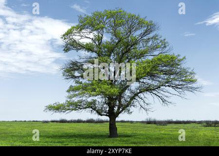 Paysage de printemps chêne vert solitaire sur un champ vert d'herbe luxuriante contre un fond de ciel bleu de rayons de soleil et de nuages blancs. Le concept d'ecolo Banque D'Images