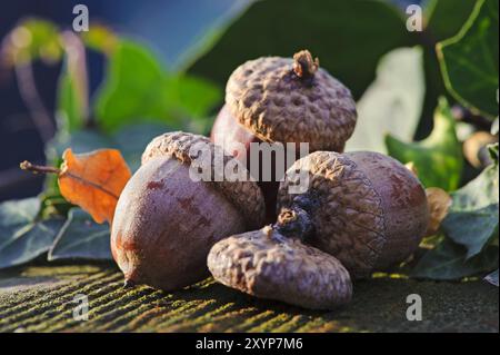 3 Acorns couchées dans le soleil du matin Banque D'Images