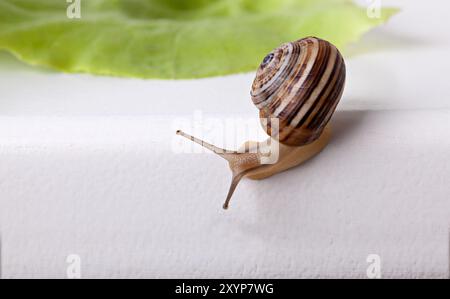 Escargot tacheté Cornu aspersum avec feuille de laitue Banque D'Images