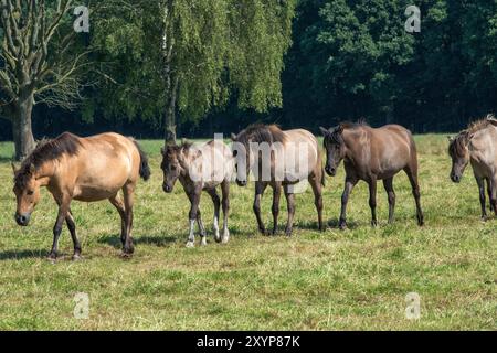 Un groupe familial avec des poulains, jument de plomb devant, marche épuisée vers l'abreuvoir dans la chaleur estivale. Merfelder Bruch, Duelmen, Nord RHI Banque D'Images