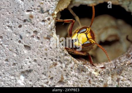 Hornet regarde hors du nichoir Banque D'Images