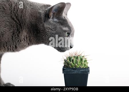 Chat de race bleue russe examine le cactus épineux Banque D'Images