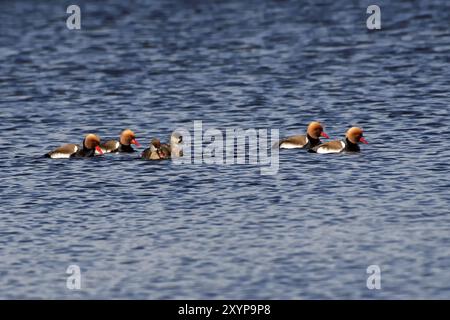 Canards pochard sur l'étang Banque D'Images