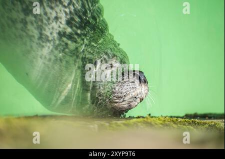 Phoque commun endormi (Phoca vitulina) en eau verte Banque D'Images