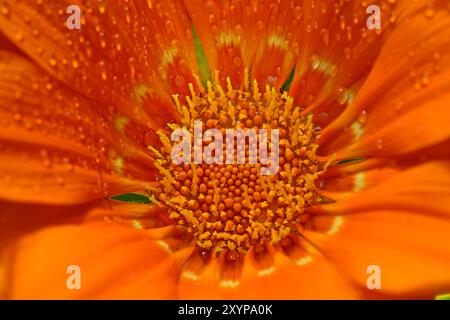 Gazania (Gazania rigens), aussi ou , fleur orange avec des gouttes d'eau, Allemagne, Europe Banque D'Images